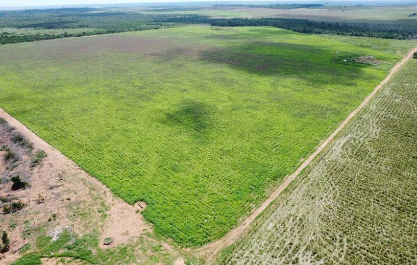 Fazenda à venda de 1.500 ha em Paranatinga, MT, Brasil