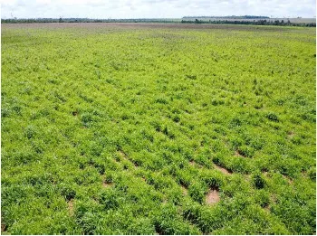 Fazenda à venda de 1.500 ha em Paranatinga, MT, Brasil