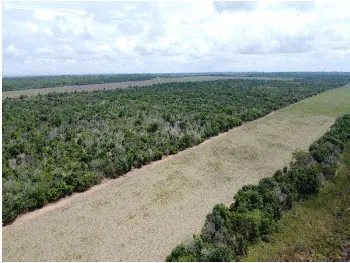 Fazenda à venda de 1.500 ha em Paranatinga, MT, Brasil