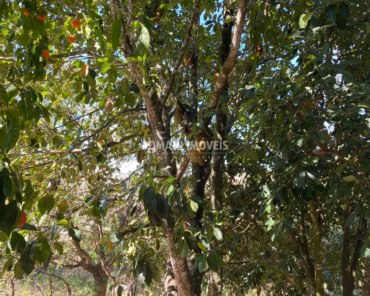 Small farm for sale of 4 acres in Campos do Jordão, SP, Brazil