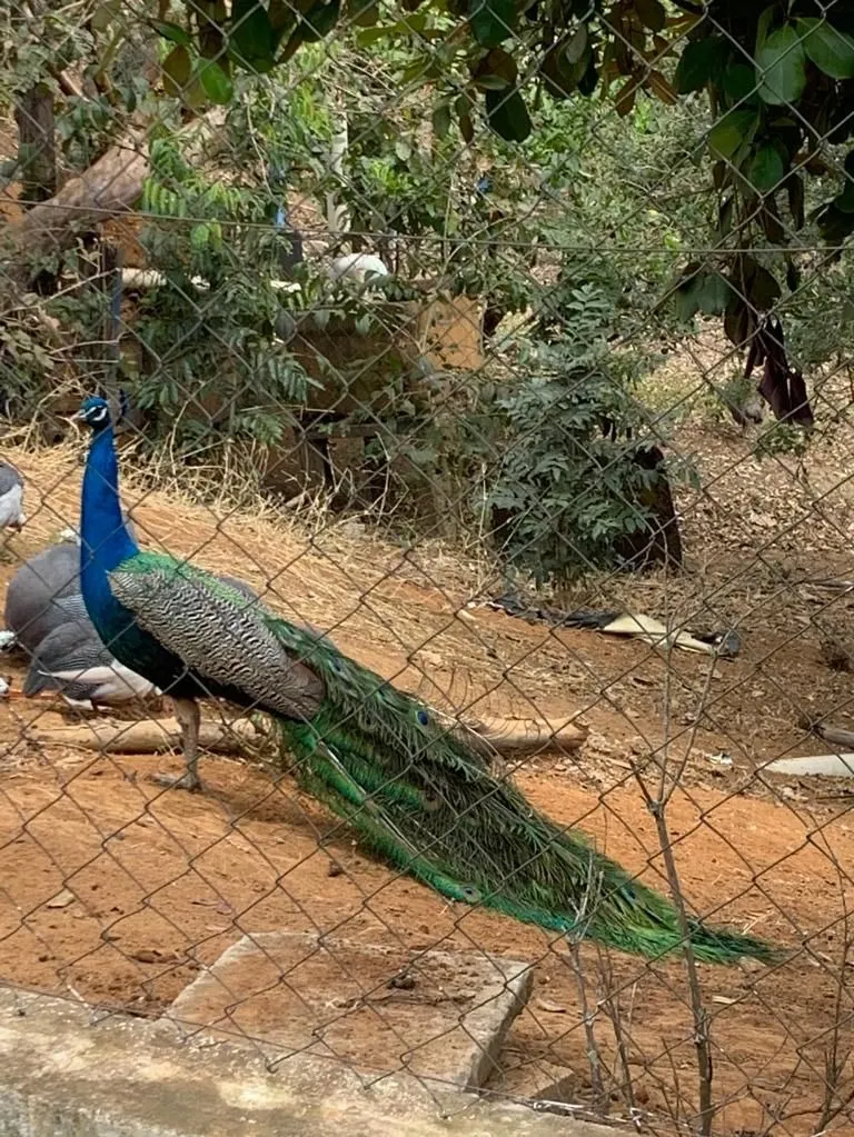 Sítio à venda de 34 ha em São José do Alegre, MG, Brasil