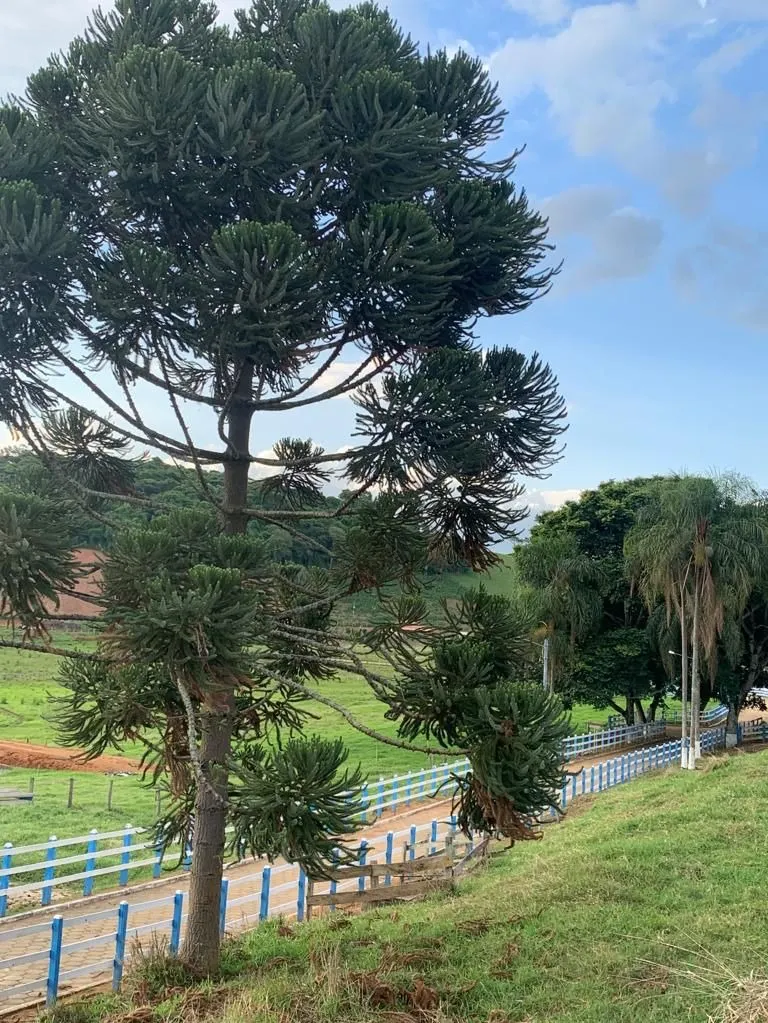 Sítio à venda de 34 ha em São José do Alegre, MG, Brasil