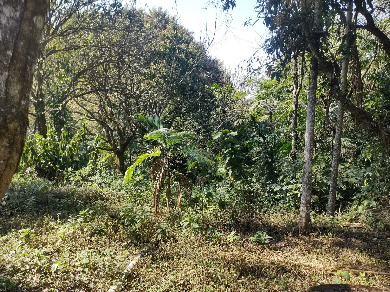 Chácara à venda de 2 ha em São José dos Campos, SP, Brasil