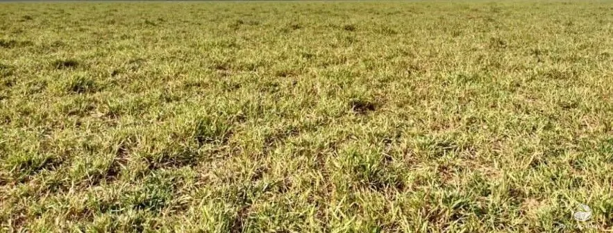 Fazenda à venda de 10.000 ha em Brasnorte, MT, Brasil