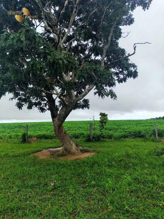 Fazenda à venda e para Arrendar de 800 ha em Nobres, MT, Brasil