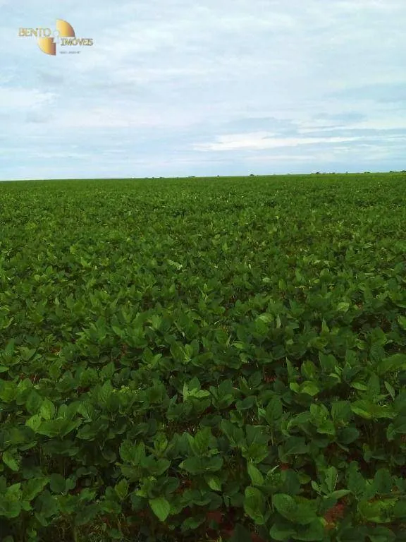 Fazenda à venda e para Arrendar de 800 ha em Nobres, MT, Brasil