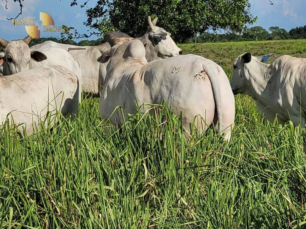 Fazenda à venda de 6.135 ha em Rondonópolis, MT, Brasil