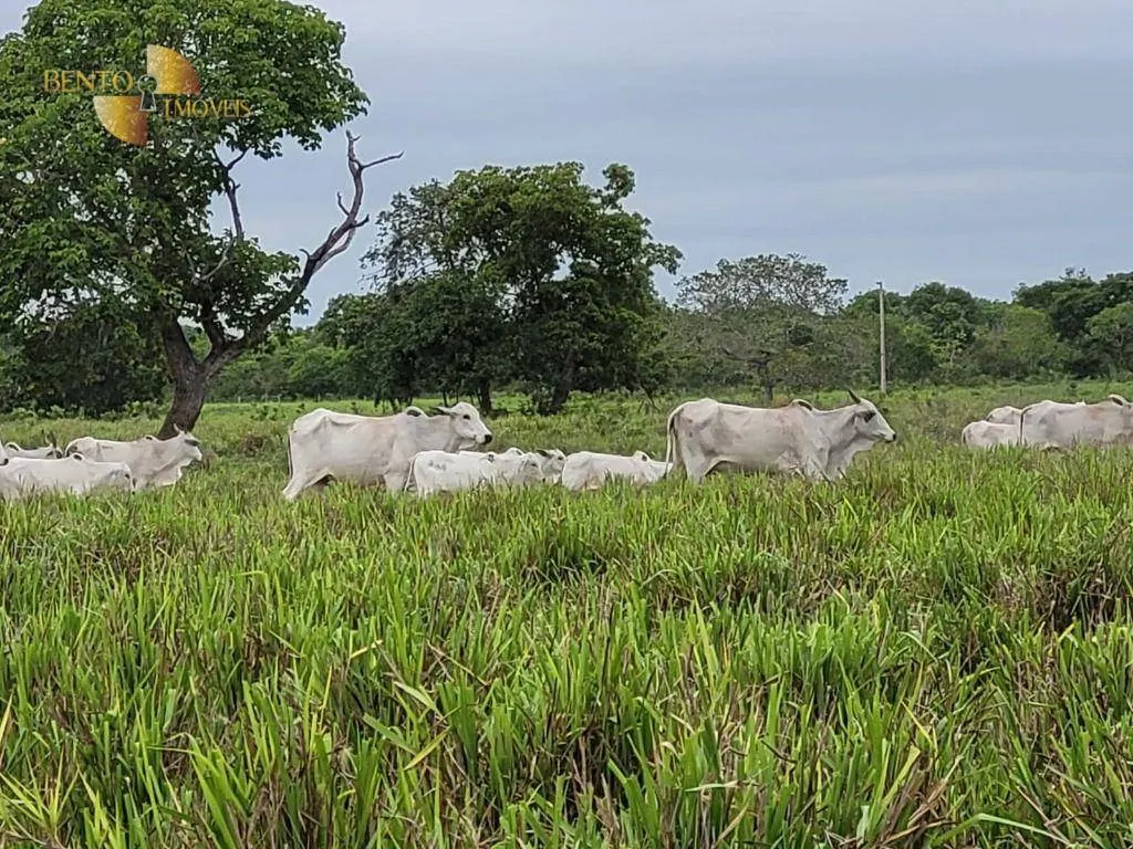 Fazenda à venda de 6.135 ha em Rondonópolis, MT, Brasil