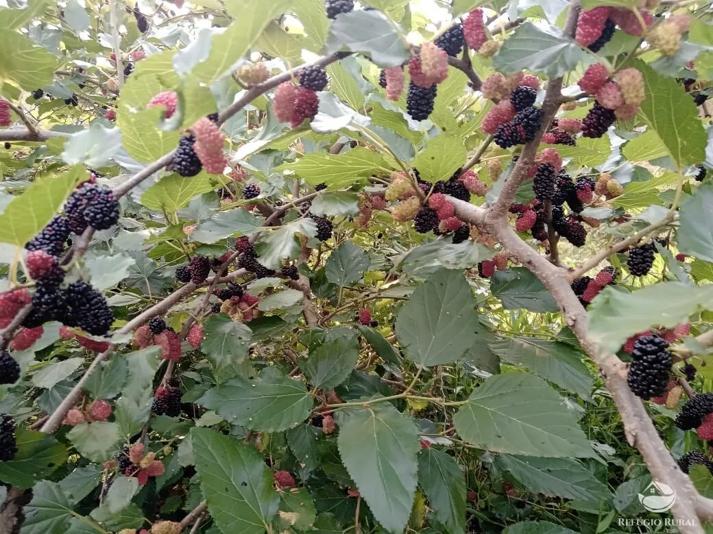 Chácara à venda de 3 ha em São José dos Campos, SP, Brasil