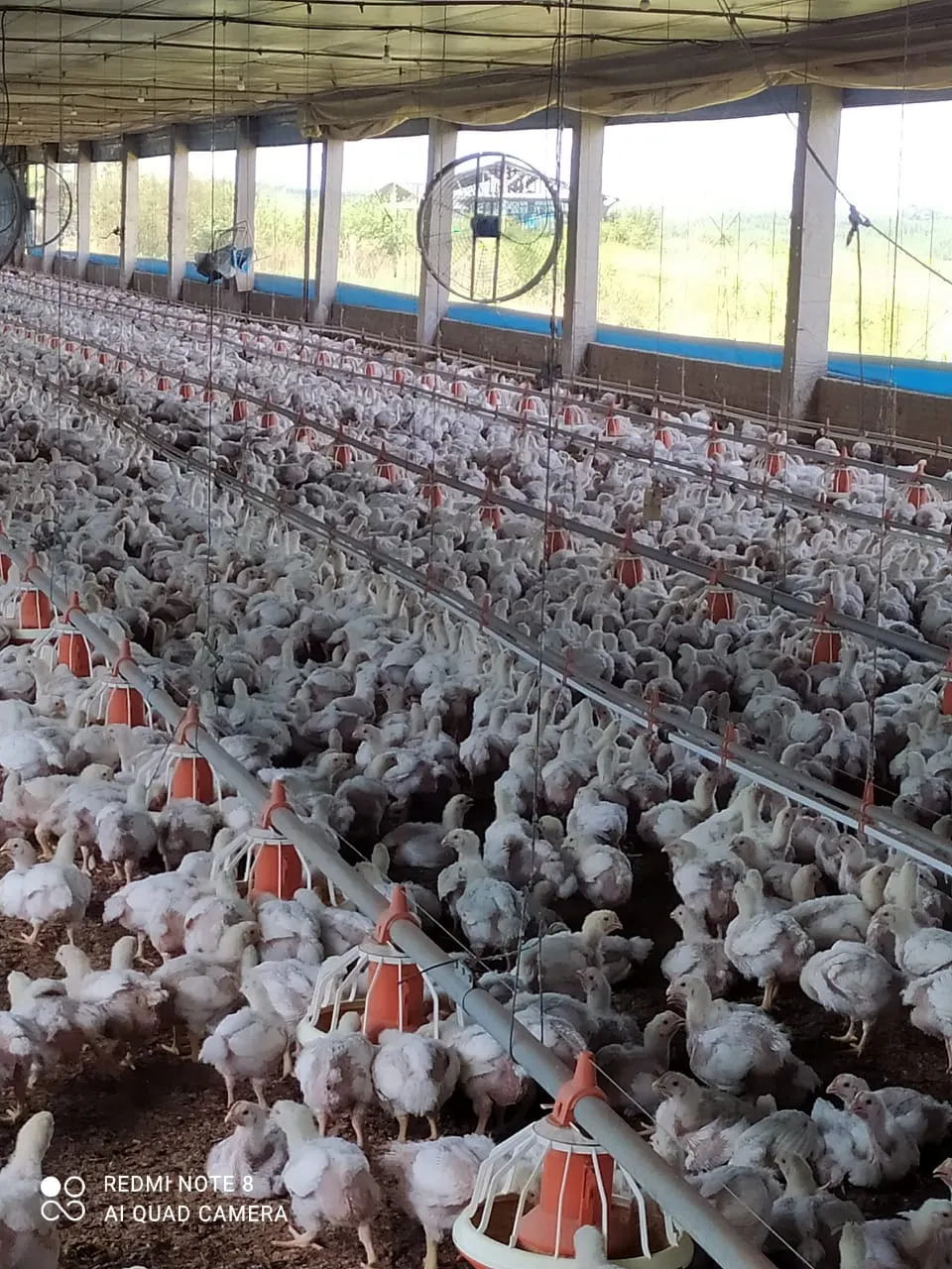 Sítio à venda de 5 ha em São Pedro, SP, Brasil