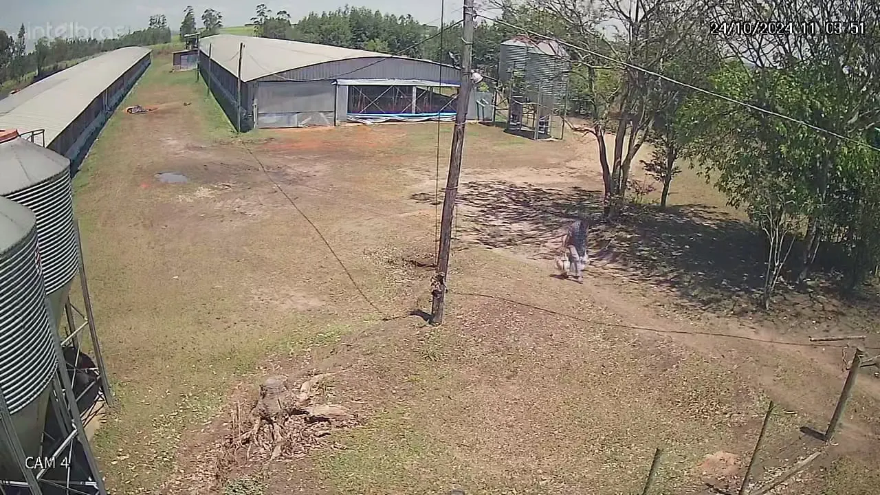 Small farm for sale of 12 acres in São Pedro, SP, Brazil
