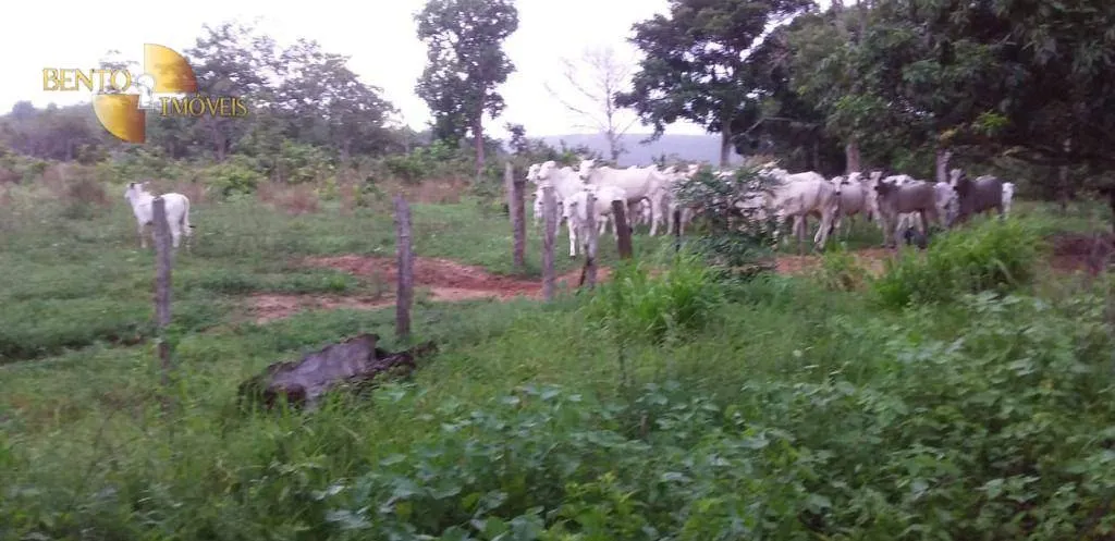 Fazenda à venda de 1.035 ha em Primavera do Leste, MT, Brasil