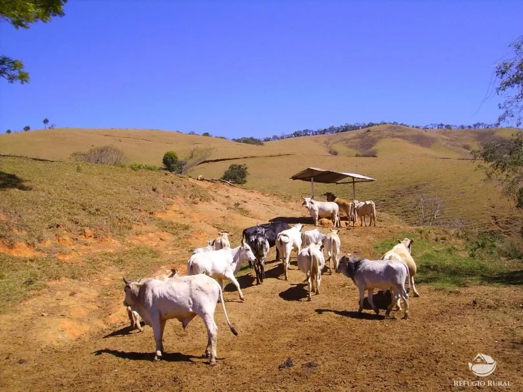 Fazenda à venda de 135 ha em Ouro Fino, MG, Brasil