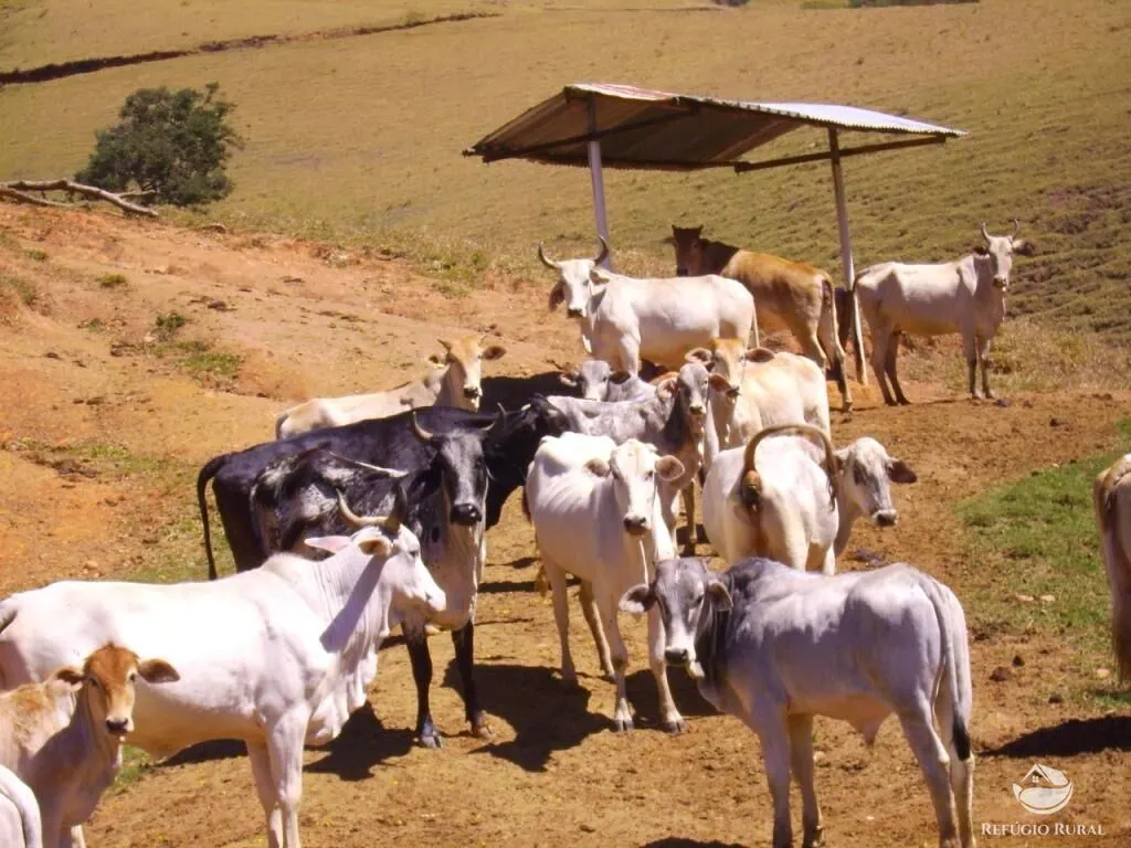Fazenda à venda de 135 ha em Ouro Fino, MG, Brasil