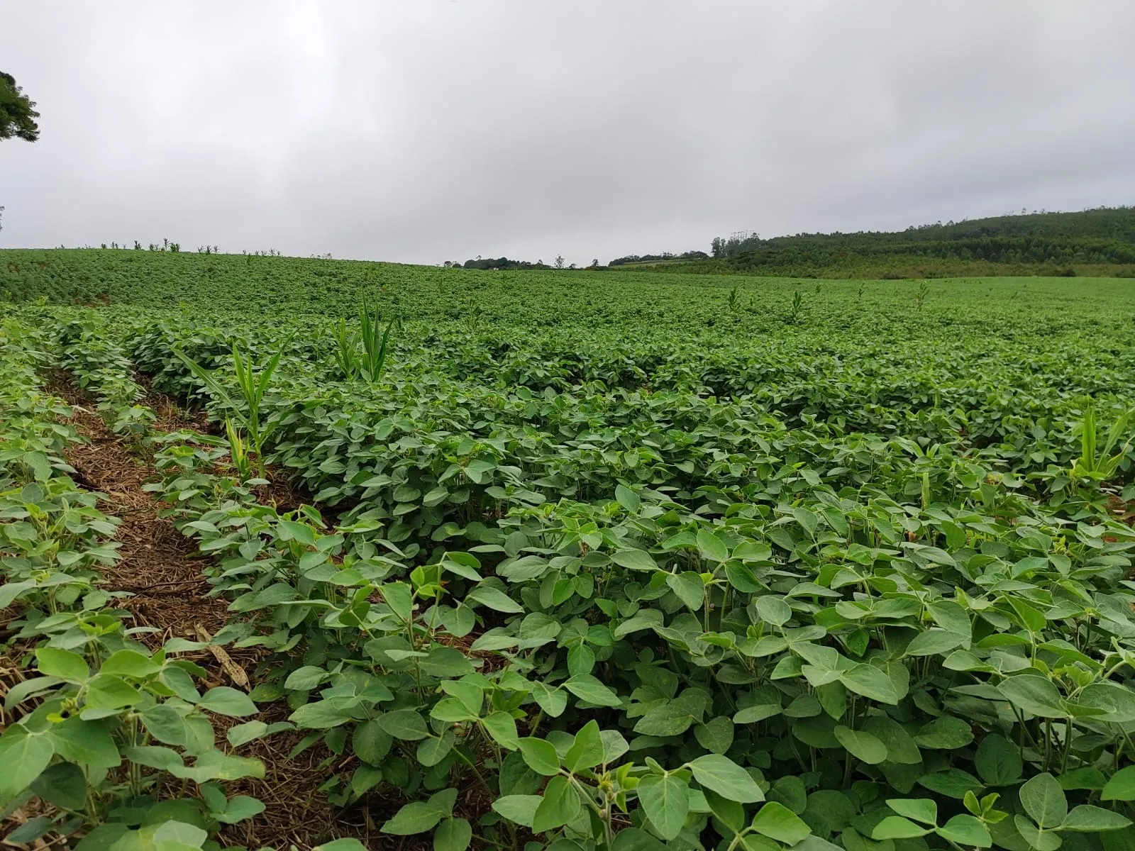 Chácara à venda de 10 ha em Pilar do Sul, SP, Brasil