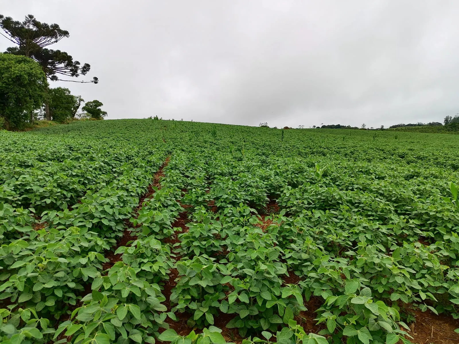 Chácara à venda de 10 ha em Pilar do Sul, SP, Brasil