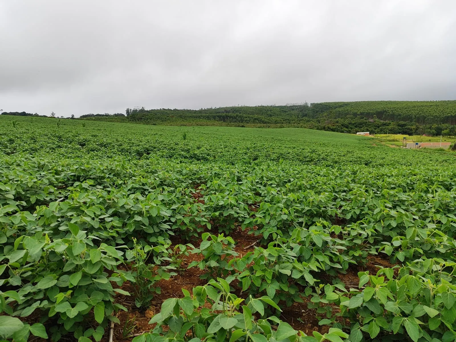 Chácara à venda de 10 ha em Pilar do Sul, SP, Brasil