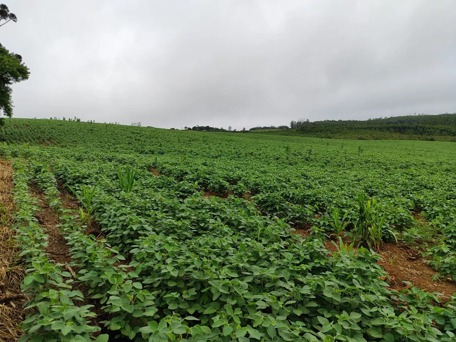 Chácara à venda de 10 ha em Pilar do Sul, SP, Brasil