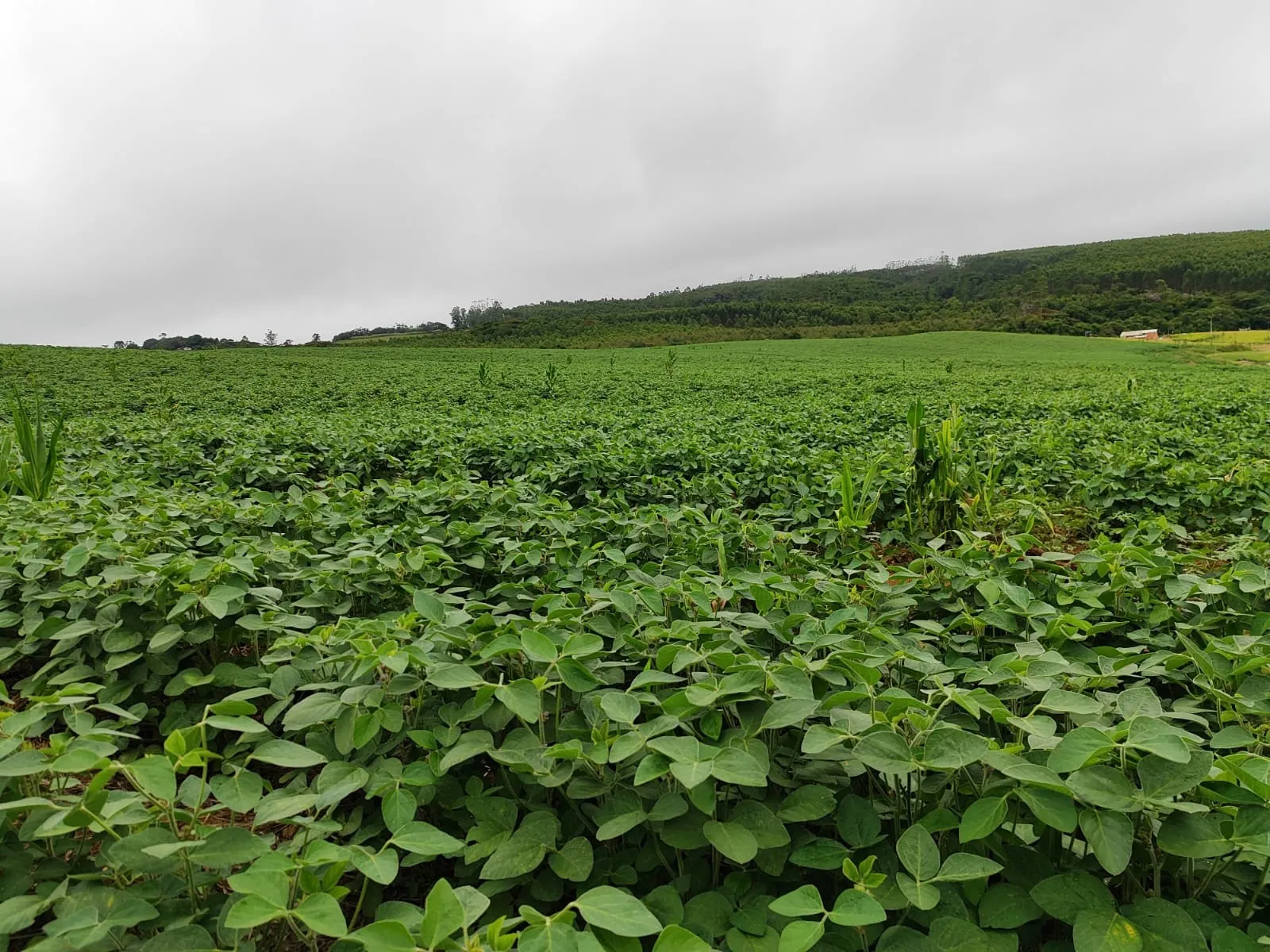 Chácara à venda de 10 ha em Pilar do Sul, SP, Brasil