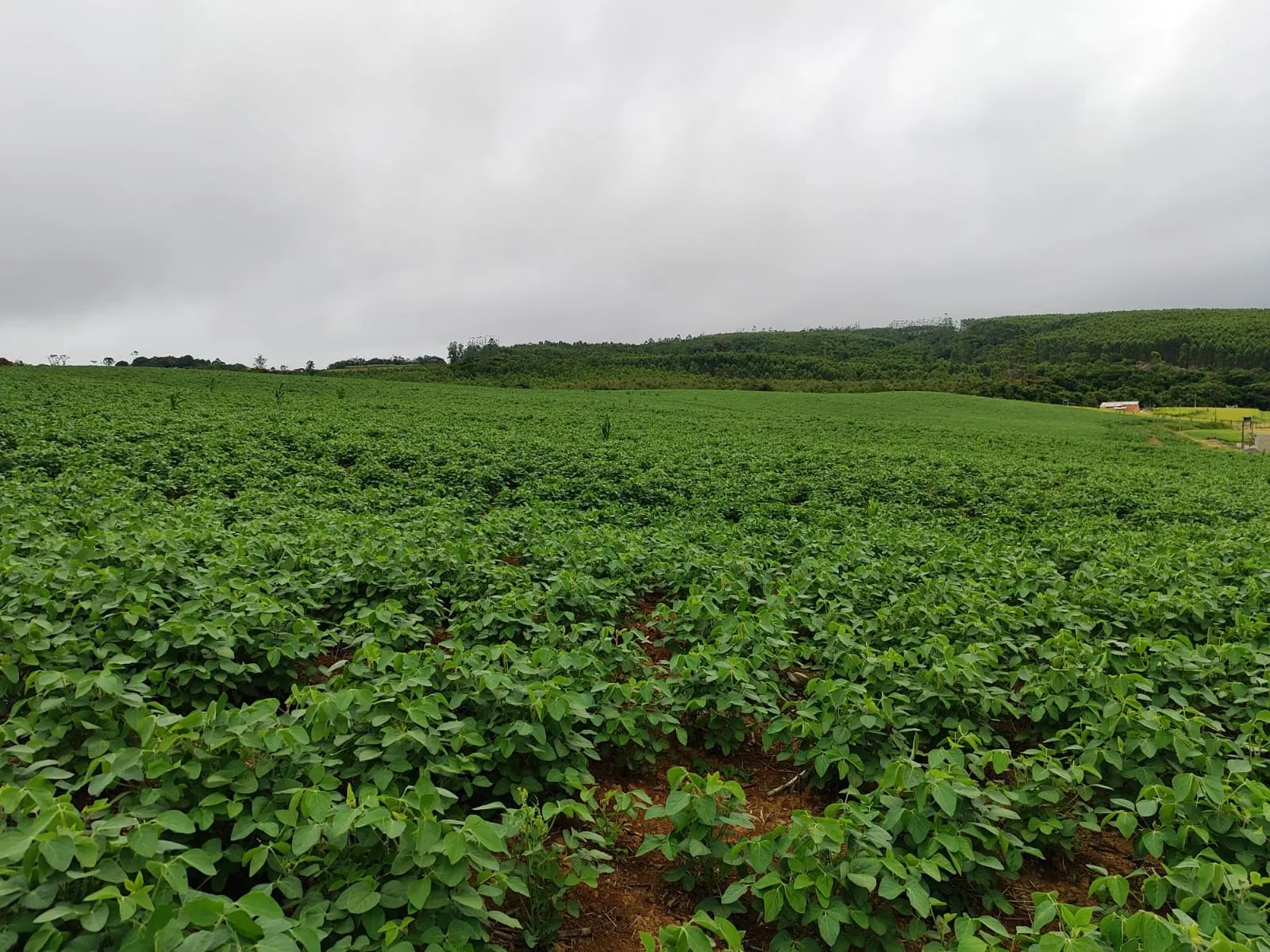 Chácara à venda de 10 ha em Pilar do Sul, SP, Brasil