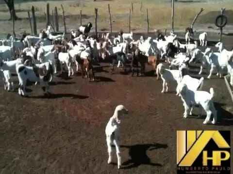 Fazenda à venda de 5.000 ha em Ibotirama, BA, Brasil