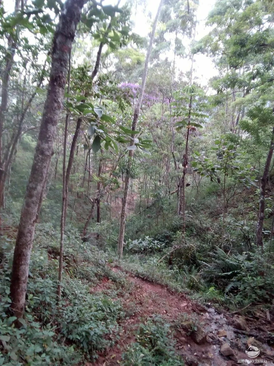 Sítio à venda de 6 ha em Monteiro Lobato, SP, Brasil