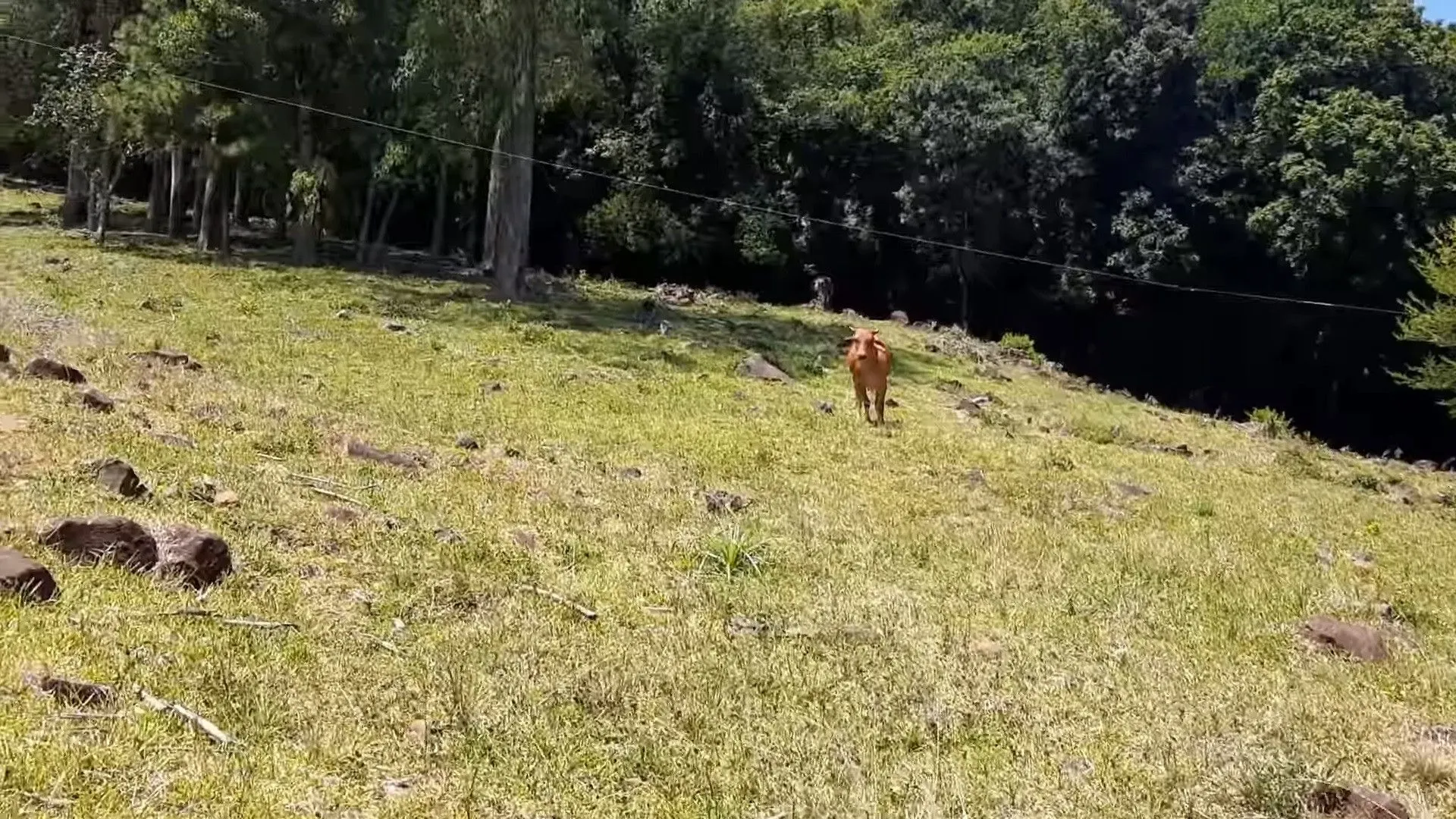 Plot for sale of 15 acres in Santo Antônio da Patrulha, RS, Brazil