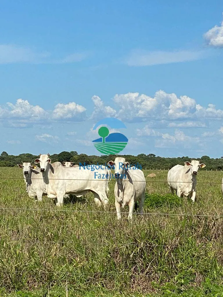 Fazenda à venda de 1.936 ha em Rio Sono, TO, Brasil