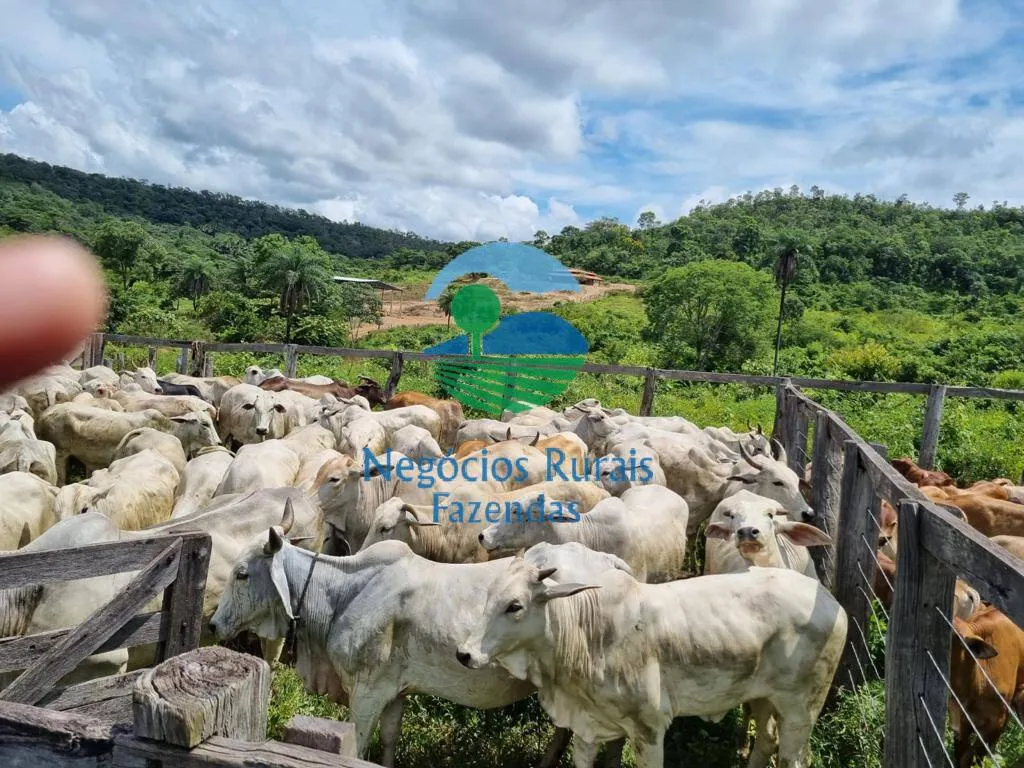 Fazenda à venda de 1.936 ha em Rio Sono, TO, Brasil