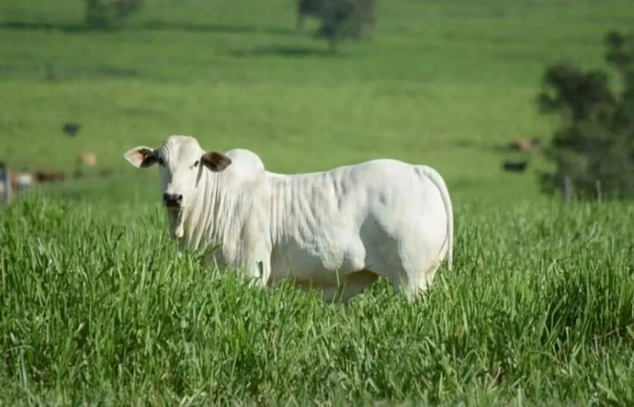 Fazenda à venda de 799 ha em Cachoeira Paulista, SP, Brasil