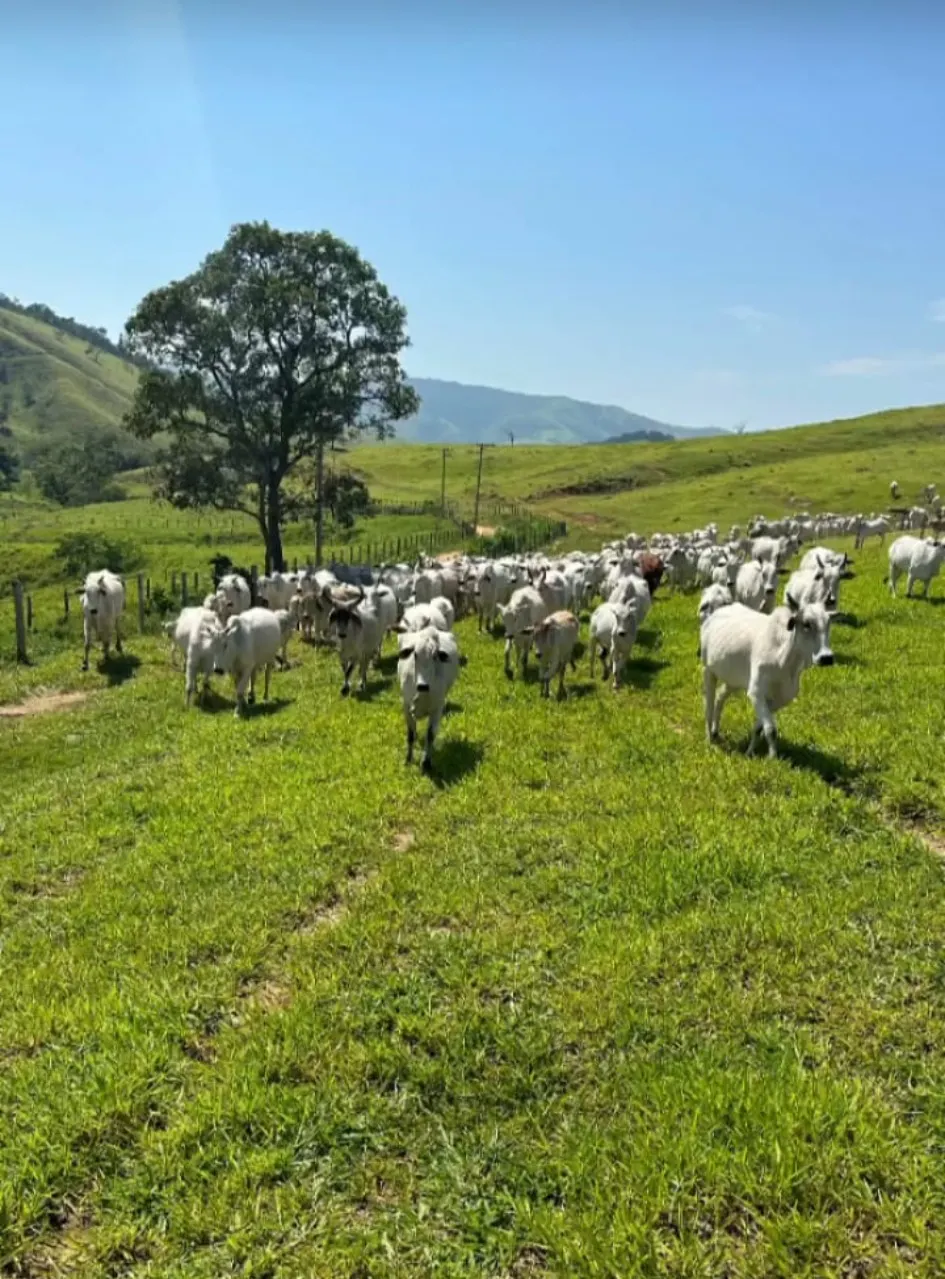 Fazenda à venda de 799 ha em Cachoeira Paulista, SP, Brasil