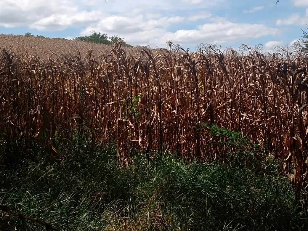 Small farm for sale of 51 acres in Angatuba, SP, Brazil