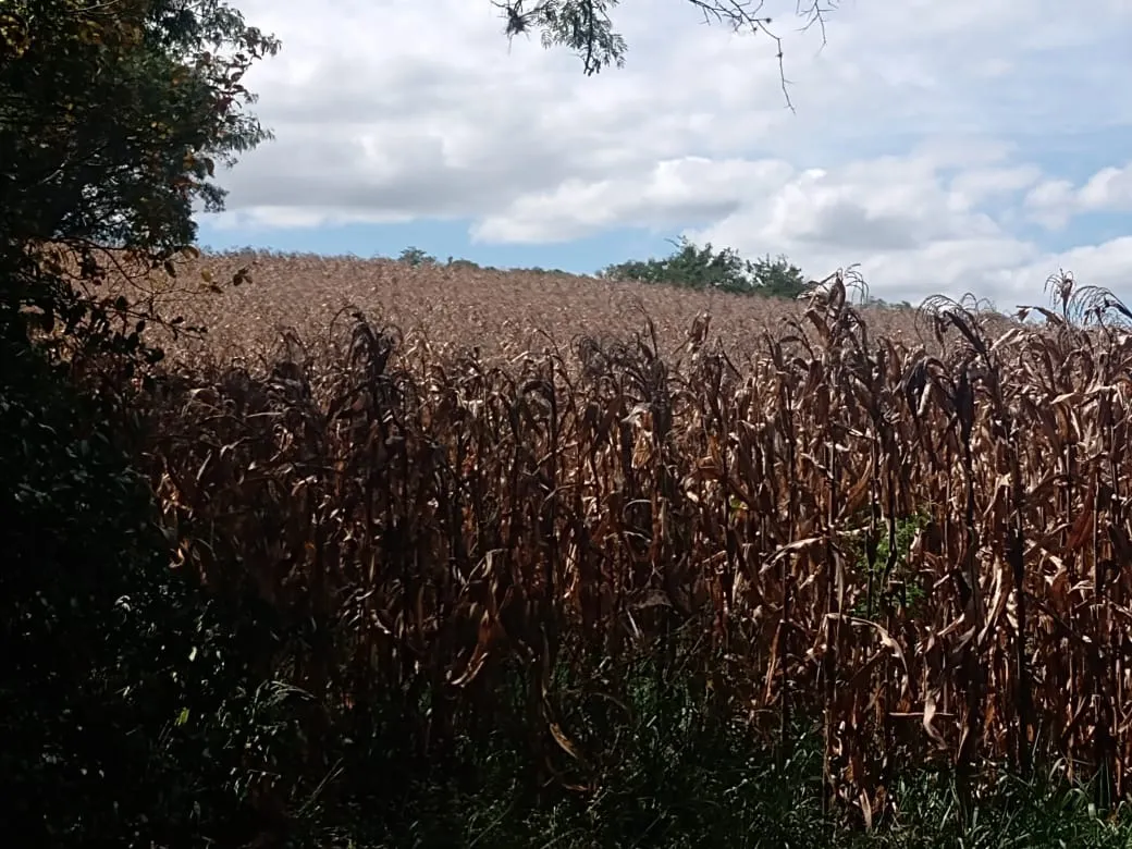 Small farm for sale of 51 acres in Angatuba, SP, Brazil