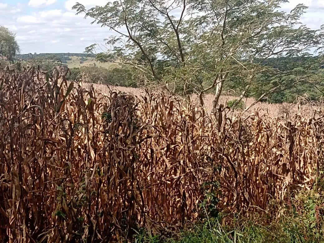 Small farm for sale of 51 acres in Angatuba, SP, Brazil