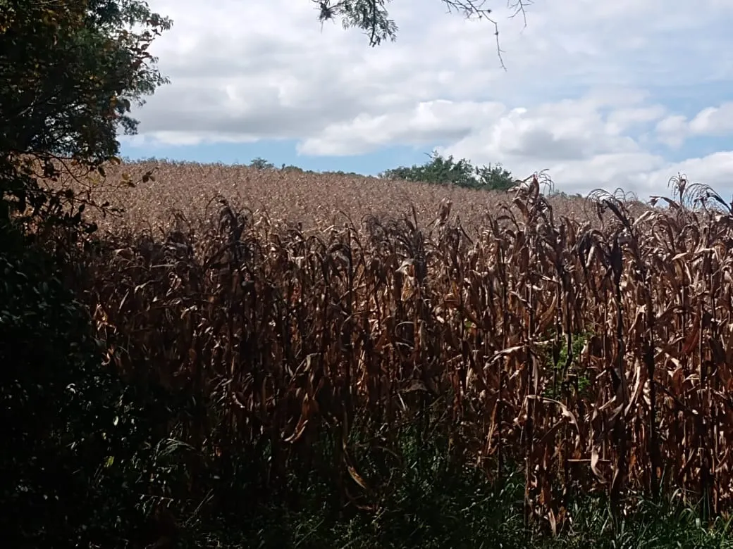 Small farm for sale of 51 acres in Angatuba, SP, Brazil