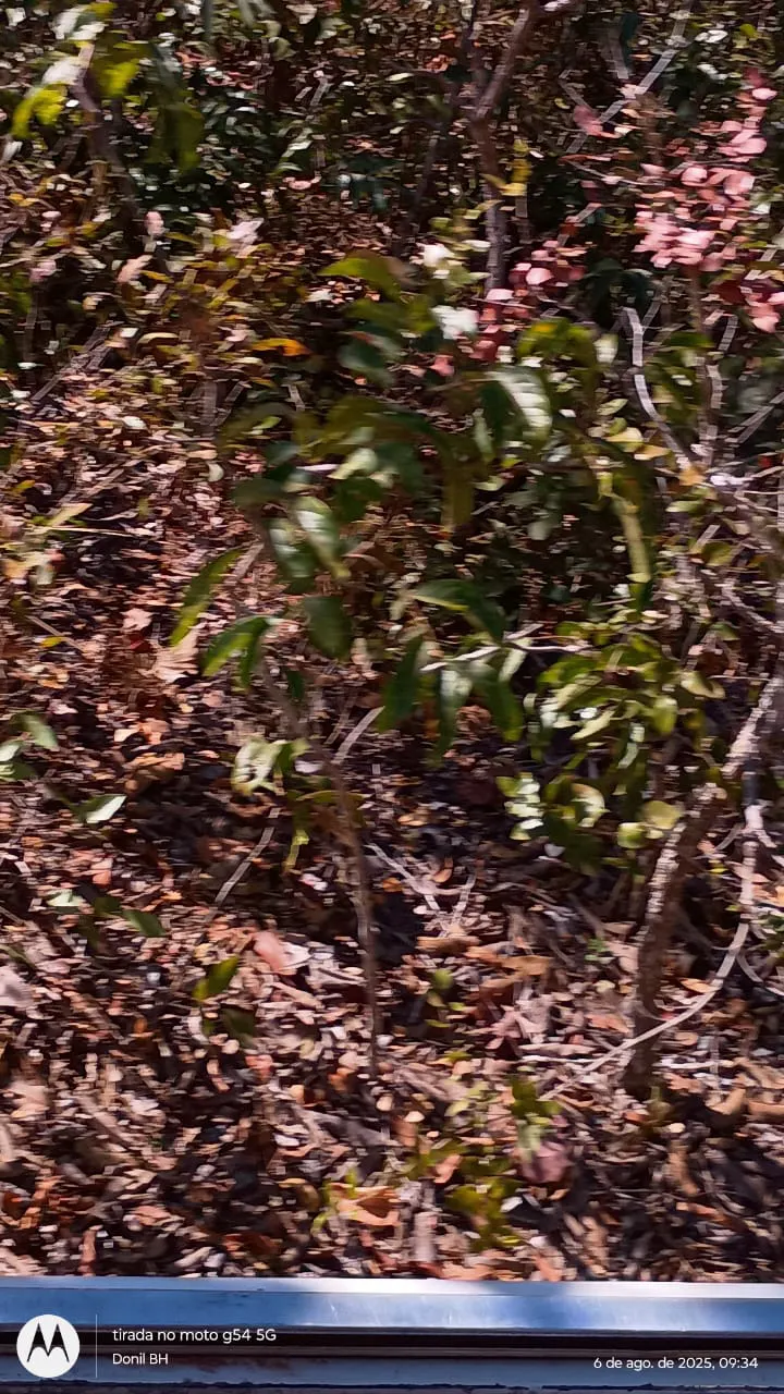 Fazenda à venda de 392 ha em Guiratinga, MT, Brasil