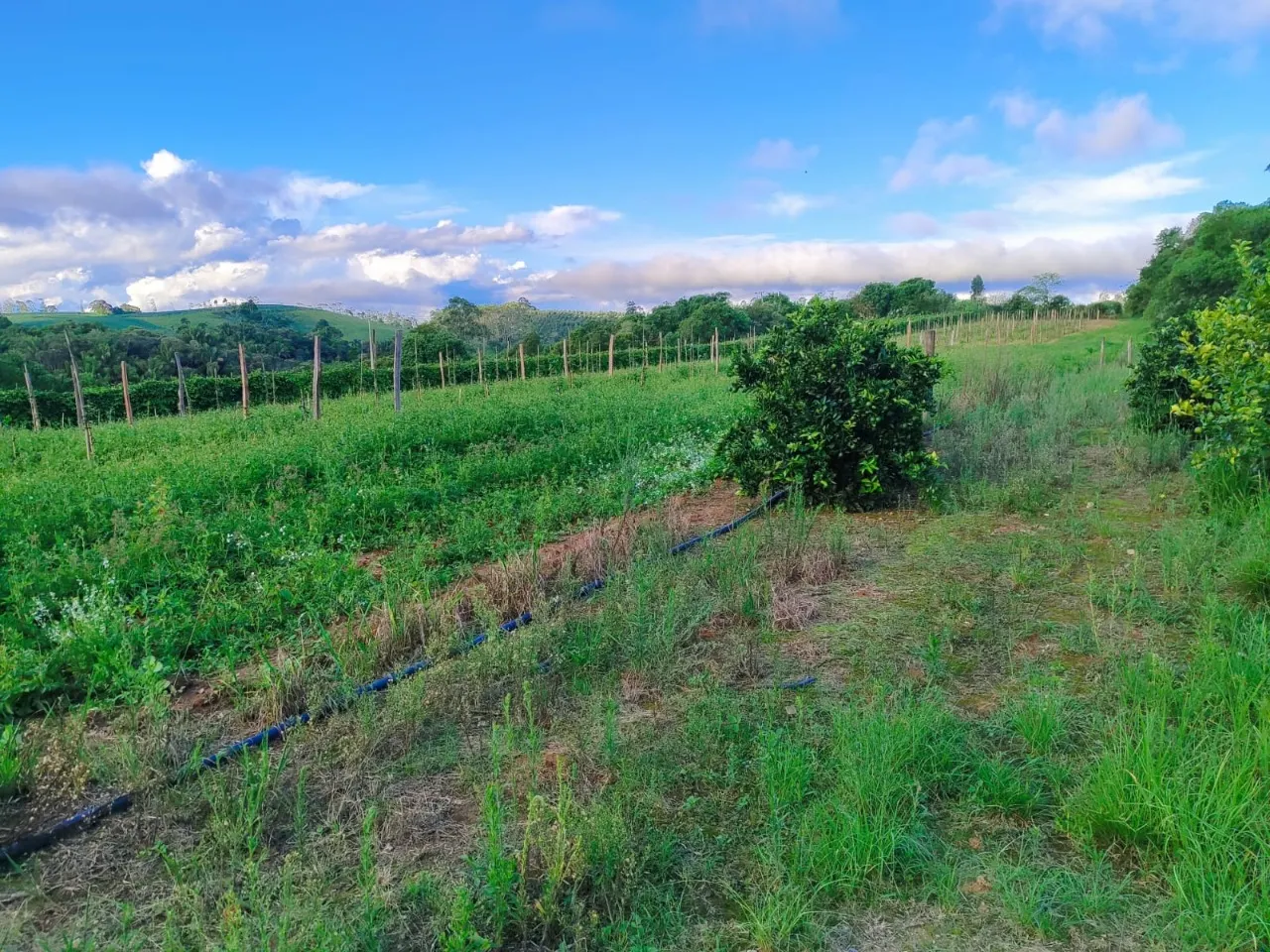 Fazenda à venda de 13 ha em São Miguel Arcanjo, SP, Brasil
