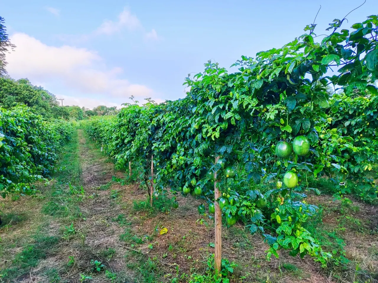 Fazenda à venda de 13 ha em São Miguel Arcanjo, SP, Brasil