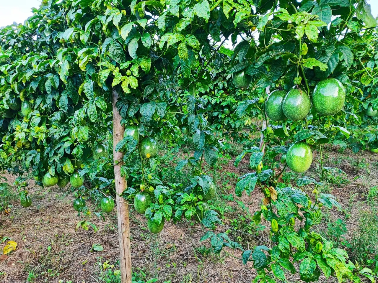 Fazenda à venda de 13 ha em São Miguel Arcanjo, SP, Brasil