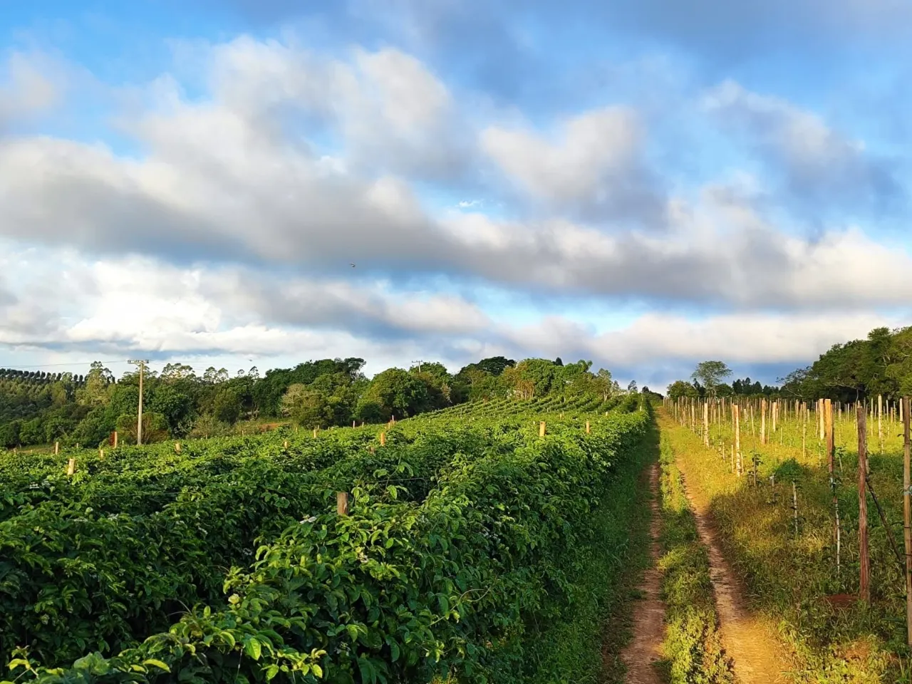Fazenda à venda de 13 ha em São Miguel Arcanjo, SP, Brasil