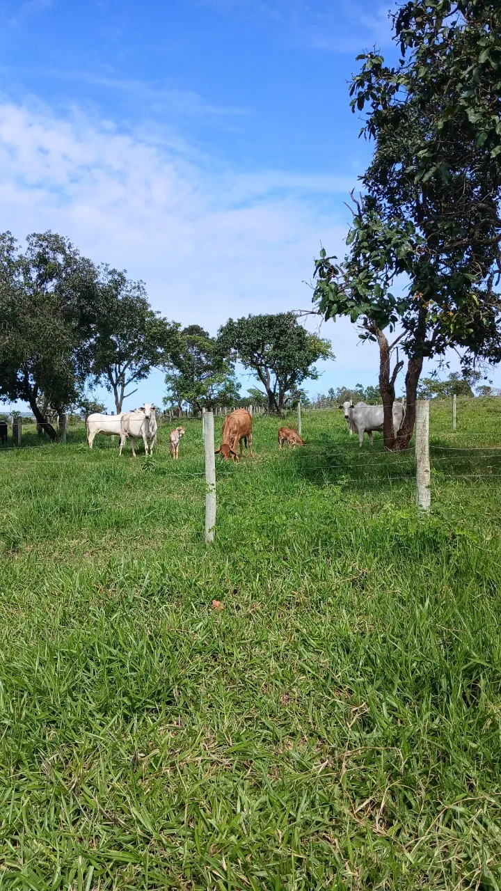 Fazenda à venda de 39 ha em Luziânia, GO, Brasil