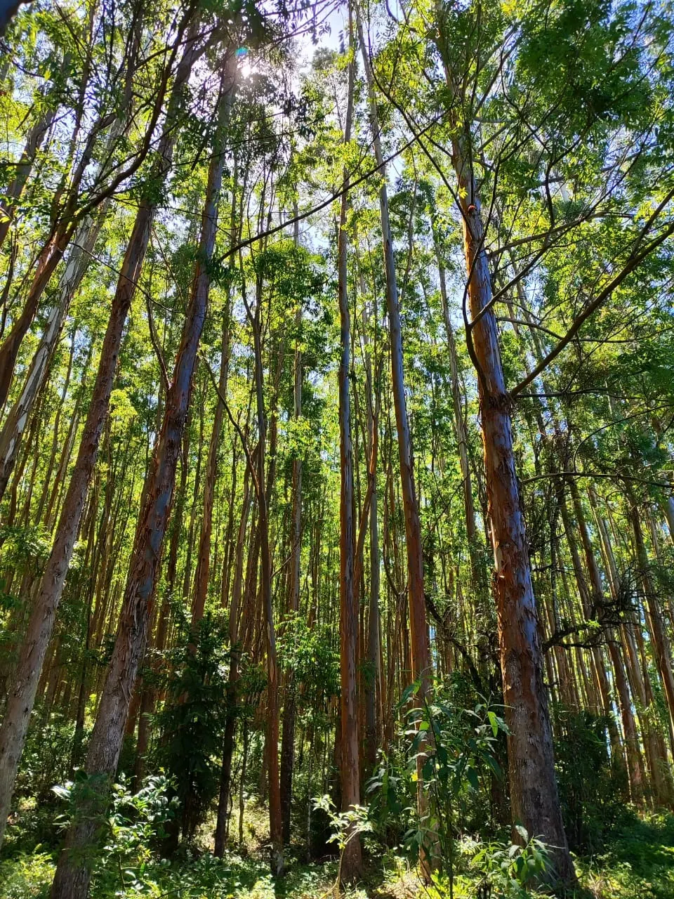 Farm for sale of 598 acres in Guapiara, SP, Brazil
