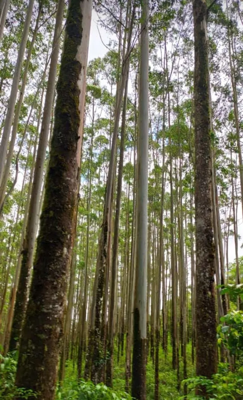 Farm for sale of 598 acres in Guapiara, SP, Brazil
