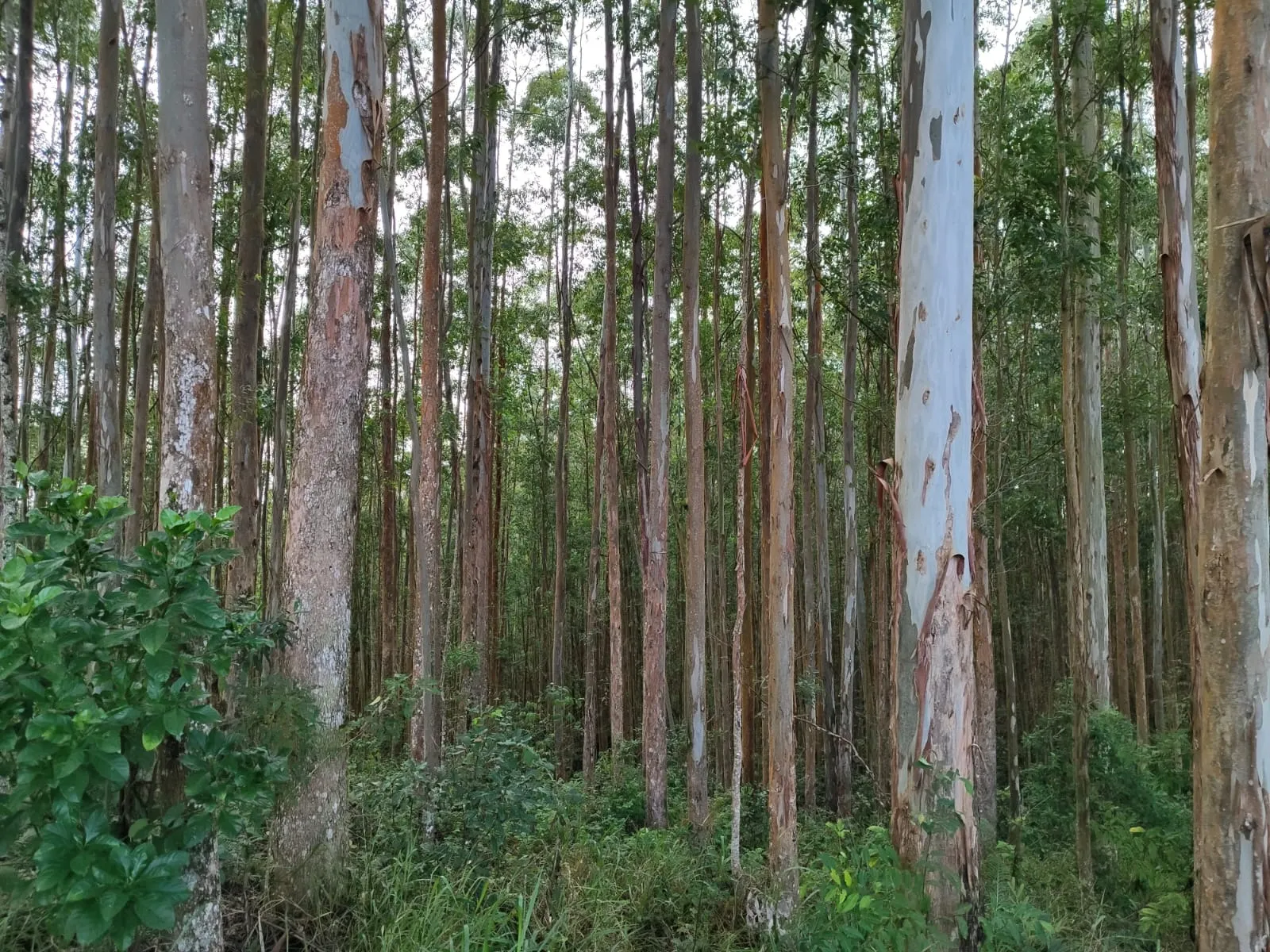 Farm for sale of 598 acres in Guapiara, SP, Brazil