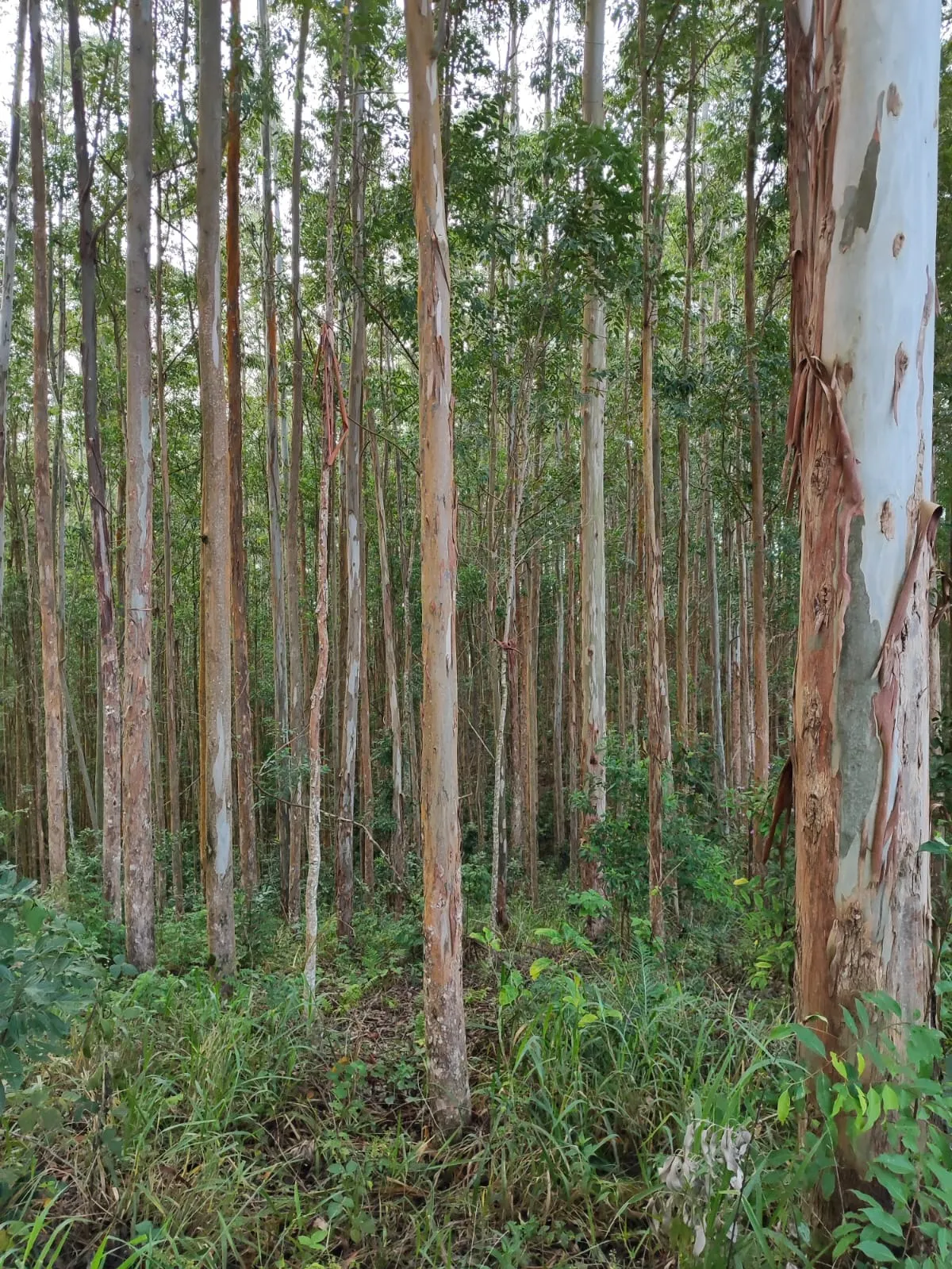 Farm for sale of 598 acres in Guapiara, SP, Brazil