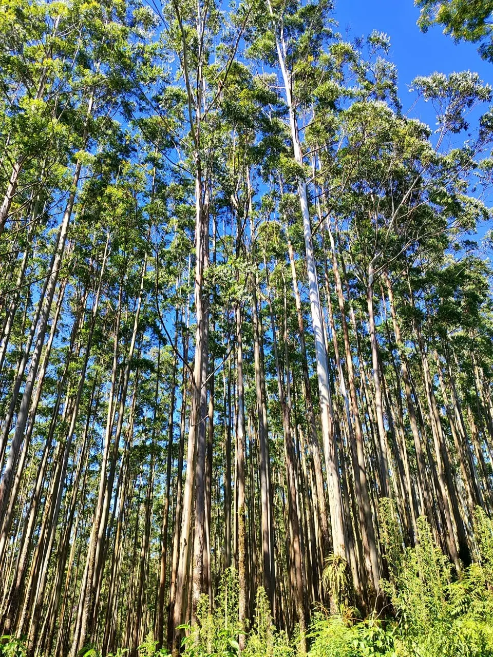 Farm for sale of 598 acres in Guapiara, SP, Brazil