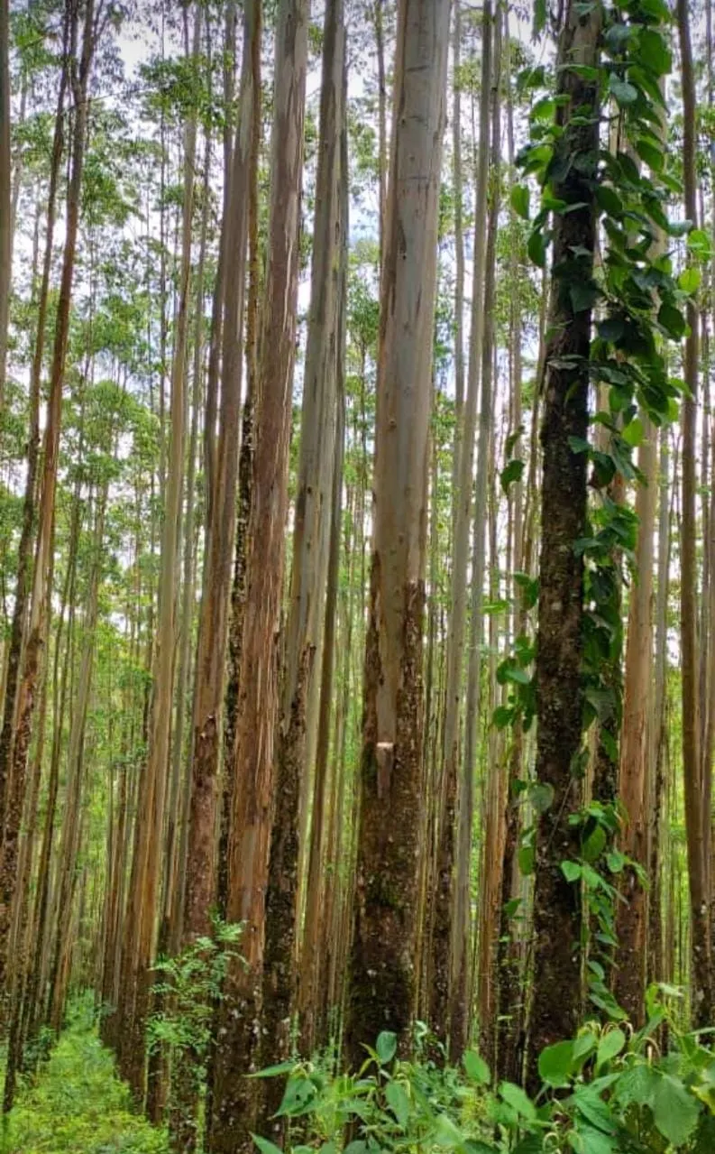 Farm for sale of 598 acres in Guapiara, SP, Brazil