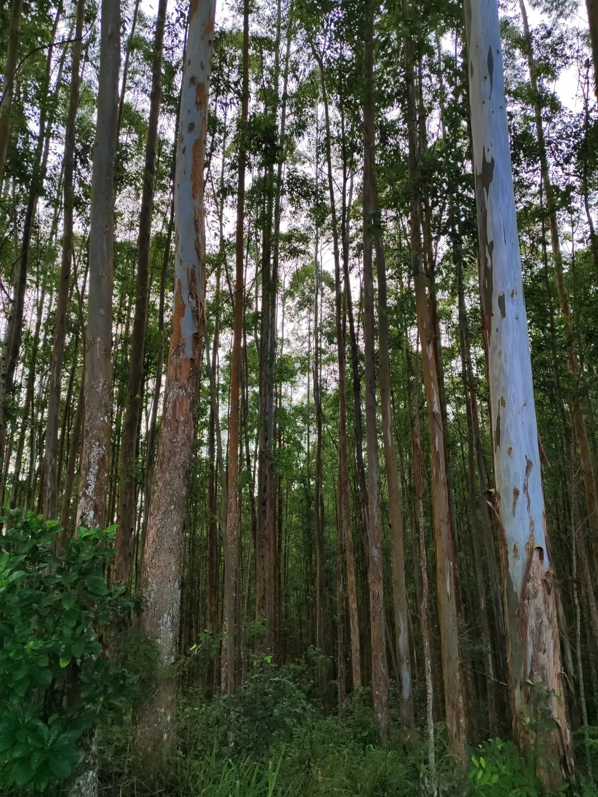 Farm for sale of 598 acres in Guapiara, SP, Brazil