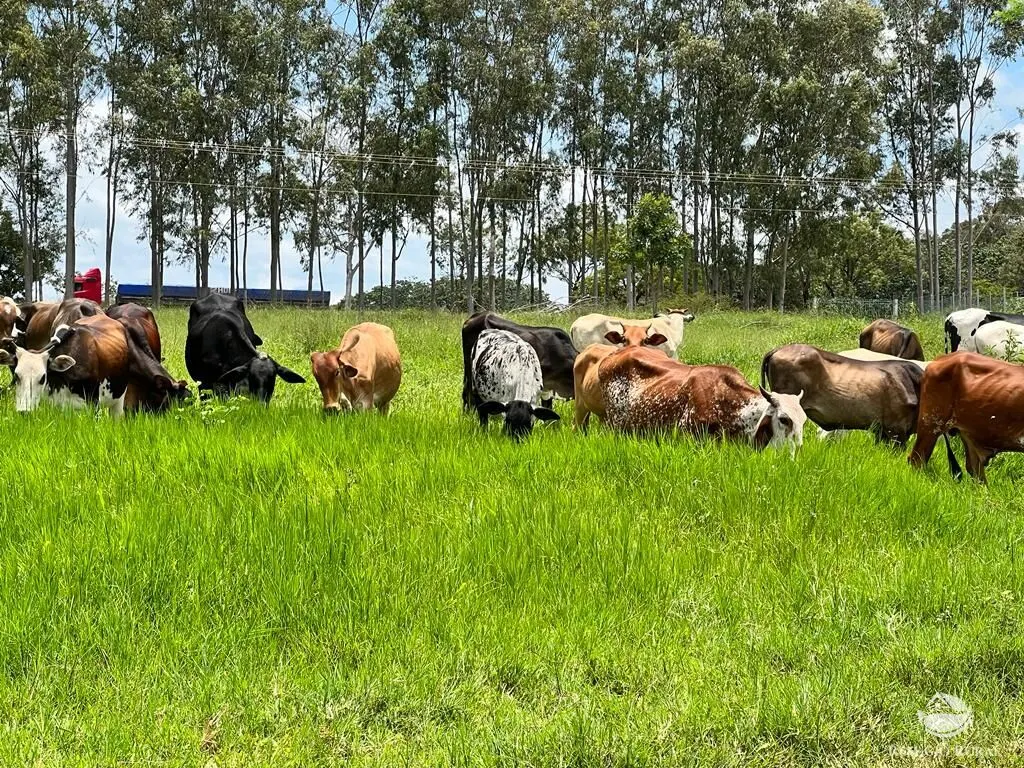 Sítio à venda de 68 ha em Prata, MG, Brasil