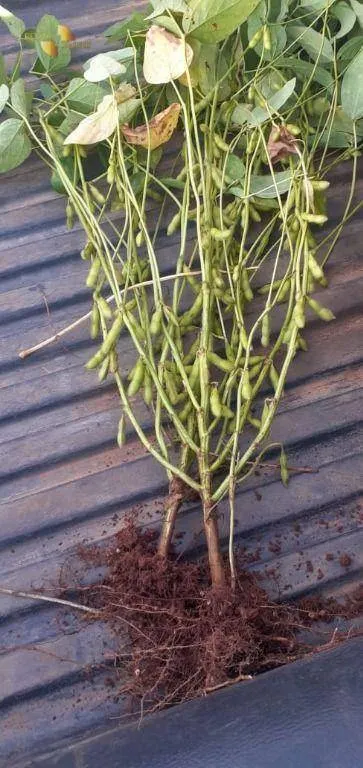 Fazenda à venda de 7.534 ha em Nobres, MT, Brasil